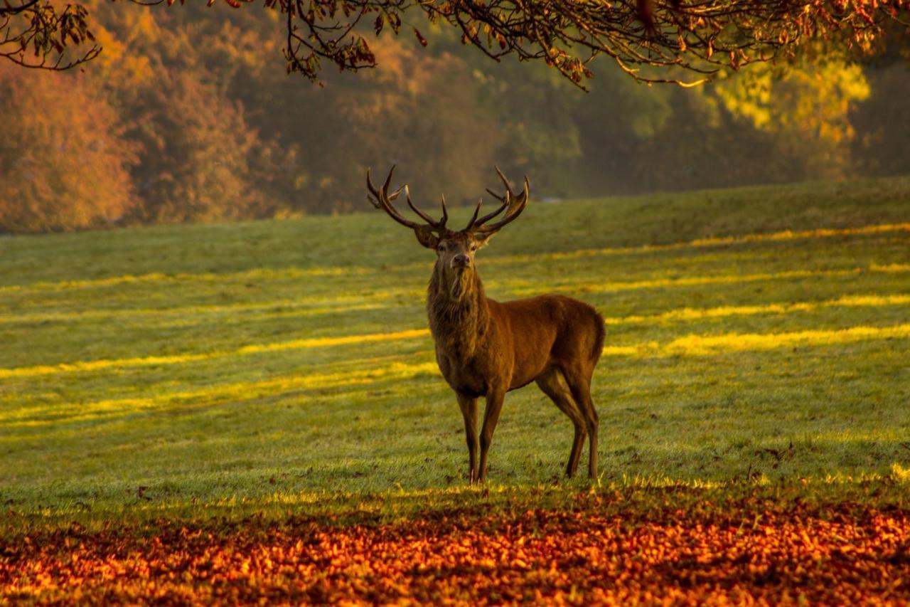 Les 12 Bois Du Cerf Villa Tailles Eksteriør billede