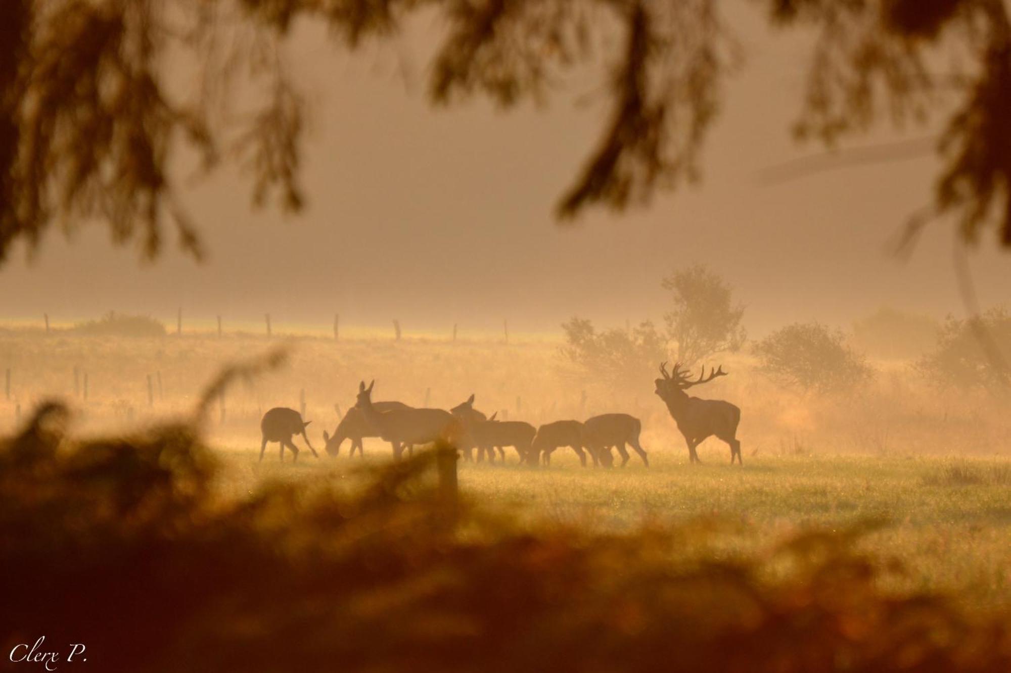 Les 12 Bois Du Cerf Villa Tailles Eksteriør billede