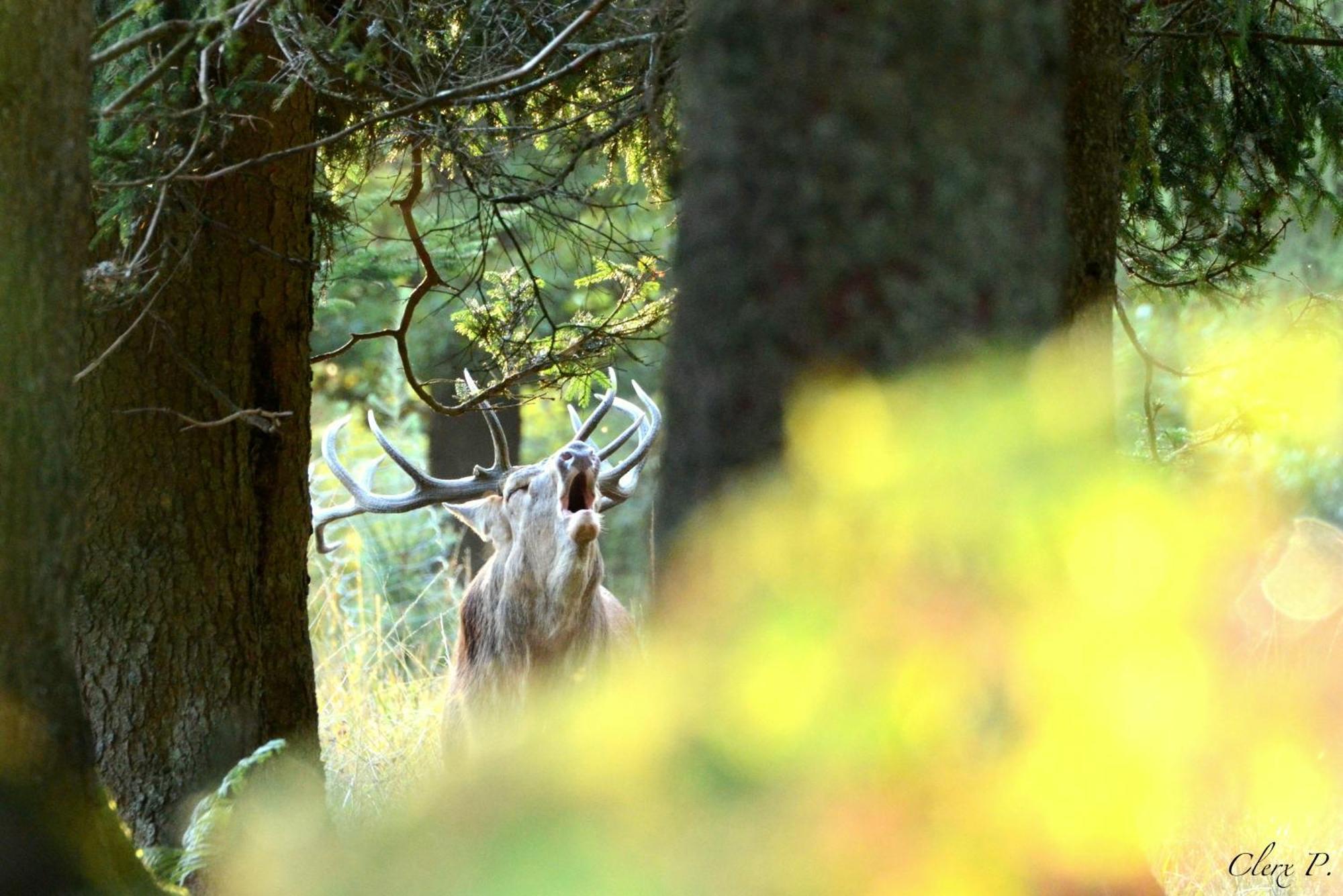 Les 12 Bois Du Cerf Villa Tailles Eksteriør billede